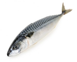 mackerel fish isolated