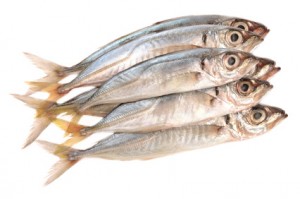 horse mackerel on a white background