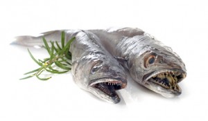 European hake in front of white background